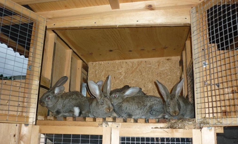 Клетки для кроликов инструкции