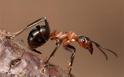 Как избавиться от муравьев в саду?