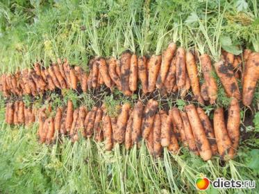 Требования для длительного и качественного хранения корнеплодов моркови