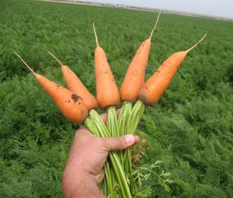 Способы  выращивания   моркови на поле