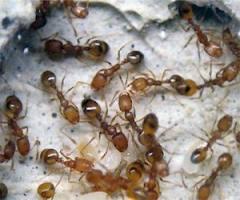 Как  бороться   с муравьями на  огороде