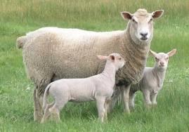 Описание  пород овец