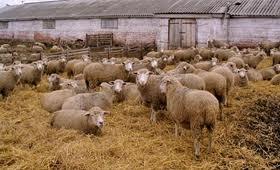 Какое  должно быть помещение  для  овец?