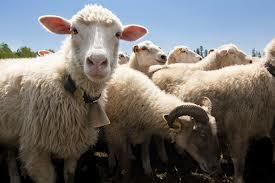 Как правильно кормить  овец?