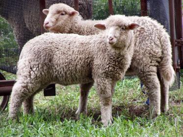 Как  проходит случка и ягнение овец