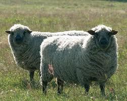 Как  нужно стричь  овец?