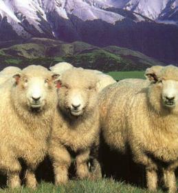Что делать с овечьей  шерстью ?