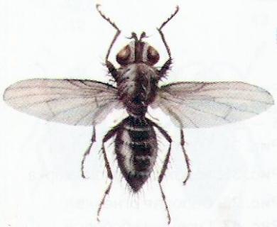 Учет численности злаковых мух