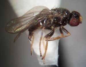 Меры борьбы с  злаковыми  мухами