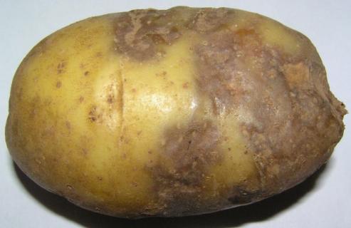 Вредитель картофеля - фитофтороз картофеля