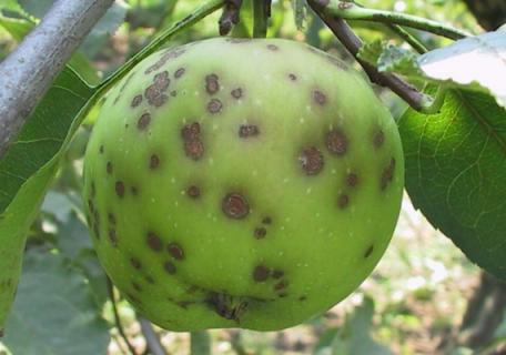 Описание болезней яблони - парша и мучнистая роса