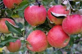 Описание сортов яблони (Прима, Ромус 2, Приам)