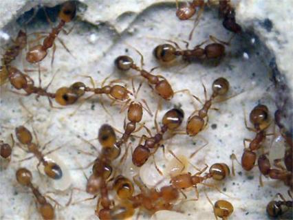 Как избавится от муравьев на приусадебном участке?