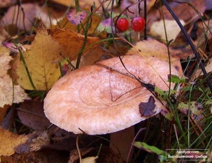 Значение грибов в жизни леса