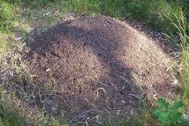 Как уничтожить муравейник в саду?
