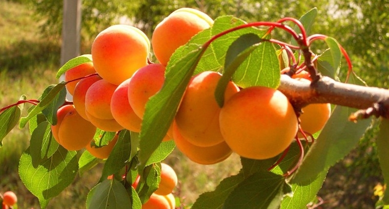 Ранние сорта абрикоса